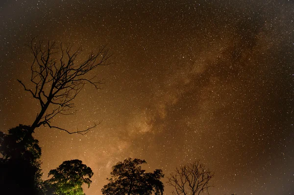 Astrophotography star trails with dry tree over forest.