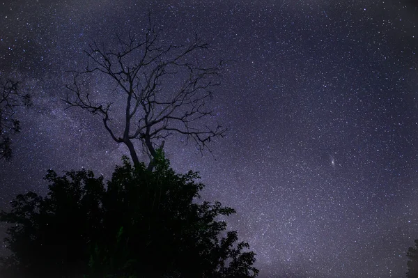 Trilhas de estrelas de astrofotografia com árvore seca sobre a floresta . — Fotografia de Stock