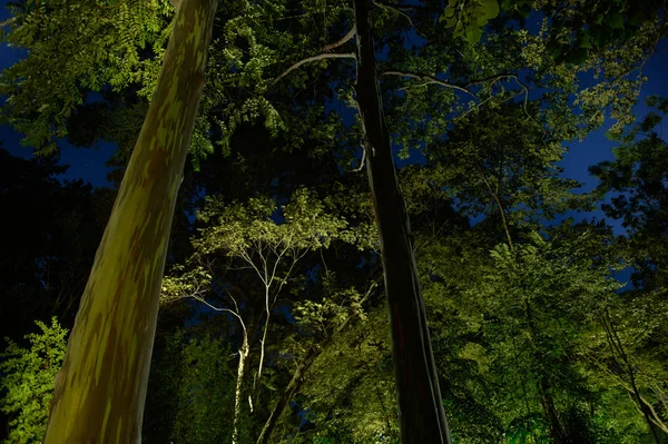 Árbol grande y hoja verde con luz en la noche — Foto de Stock