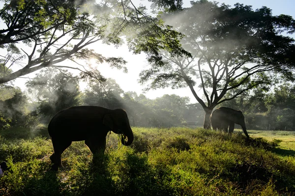 Aziatische olifant met sunbeam op prachtige locatie, Thailand — Stockfoto