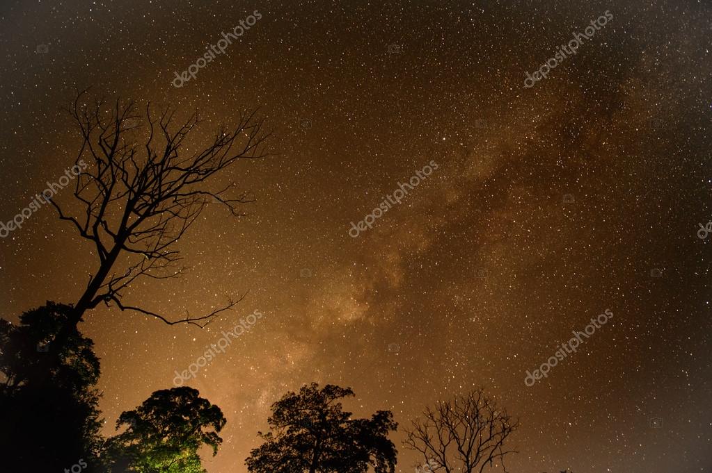 Senderos de estrellas de astrofotografía con árbol seco sobre bosque