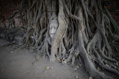 Ağaç kökleri Wat Mahathat Tapınağı'nda baş Buda heykeli, 