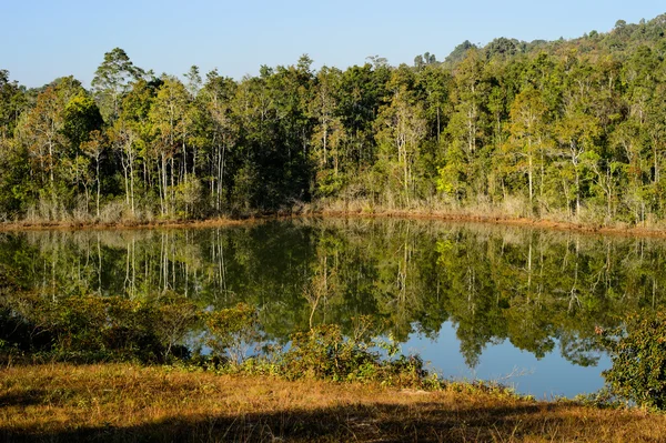 Lente bos komt tot uiting in de rivier — Stockfoto