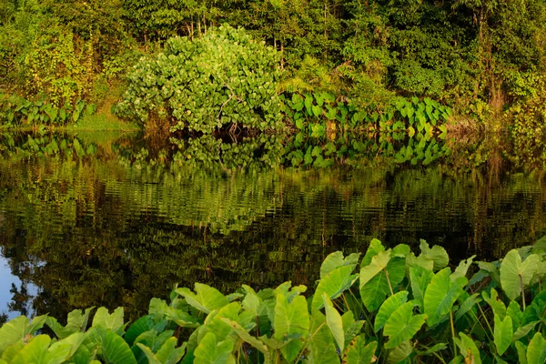 Reflectie bos en moeras, Khao yai nationaal park, Thailand — Stockfoto