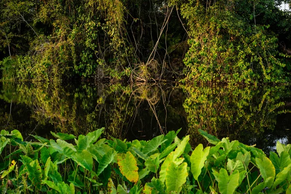 Reflectie bos en moeras, Khao yai nationaal park, Thailand — Stockfoto