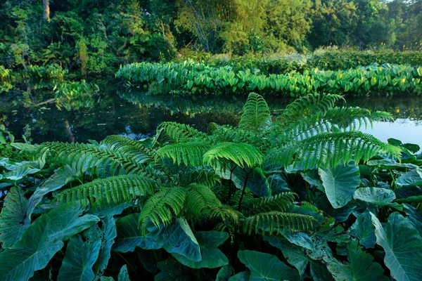 Gebied van groene olifant oor bladeren (Colocasia) — Stockfoto