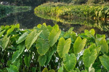 Yeşil fil kulak yaprak (Colocasia alan)