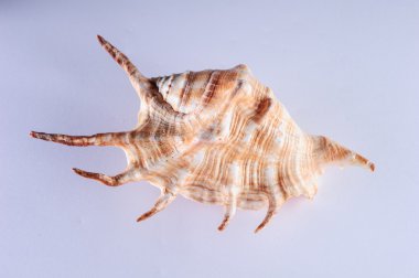 Deniz kabukları, Pasifik Okyanusu