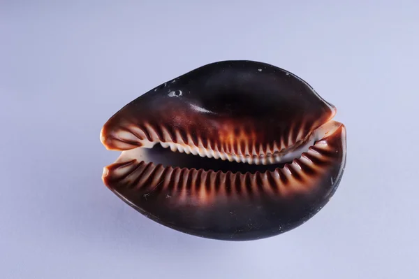 Sea shells, pacific ocean — Stock Photo, Image