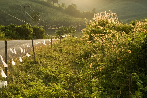 Weergave van de landweg in Thailand — Stockfoto