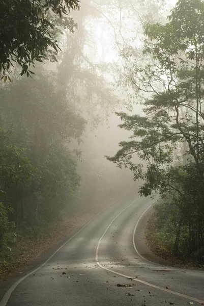 Thailändischer Regenwald — Stockfoto