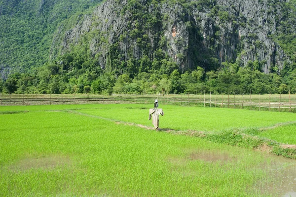 Sawa in Laos — Stockfoto