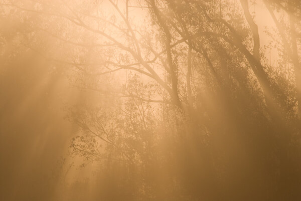 Sunbeams shining through morning fog in the forest