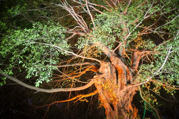 L'albero con rami sparsi e foglie verdi nel parco notturno — Foto Stock