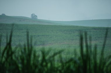 şeker kamışı çiftlik
