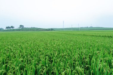 Çeltik pirinç tarlaları