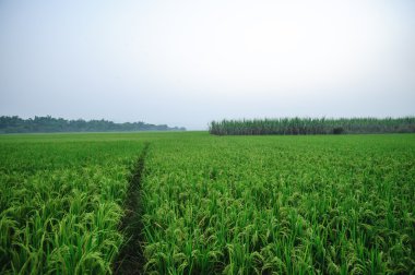 Çeltik pirinç tarlaları