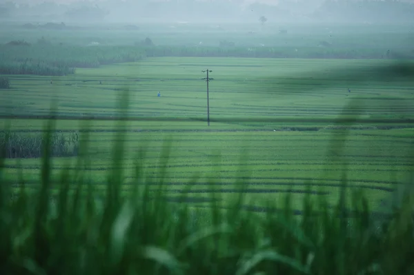 Ricefield в Південного Китаю — стокове фото