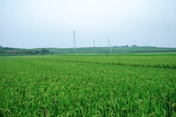 Campos de arroz con arroz — Foto de Stock