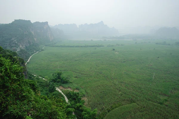 Landscape of sugar cane in China — Stock Photo, Image