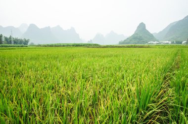 Ricefield, Çin'in Güney