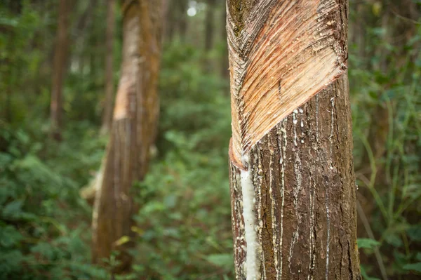 Resin dan kulit pohon pinus . — Stok Foto