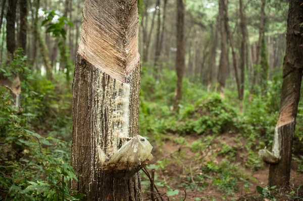 Resin dan kulit pohon pinus . — Stok Foto