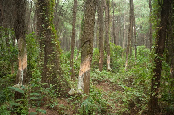 Hars en schors van de pijnboom. — Stockfoto