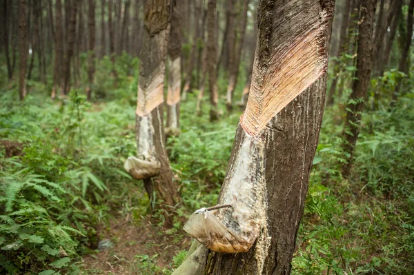 Resin dan kulit pohon pinus . — Stok Foto