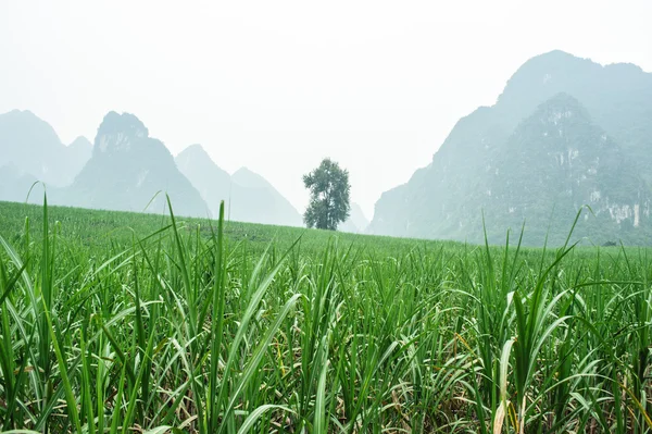 中国でサトウキビ畑の風景 — ストック写真