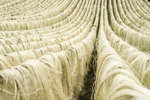 Sisalové vlákno, surový materiál z Číny — Stock fotografie