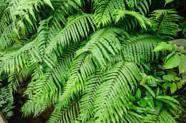 Taze yeşil eğrelti otu yaprakları