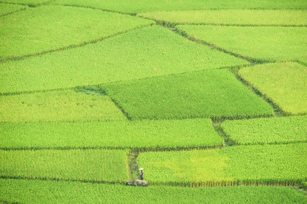 Campos de arroz em terra — Fotografia de Stock