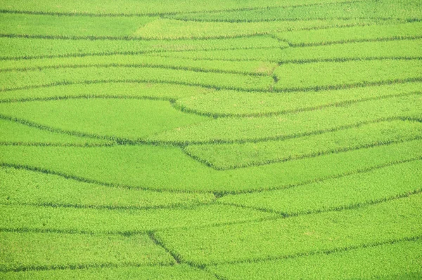 Campos de arroz en terrazas — Foto de Stock