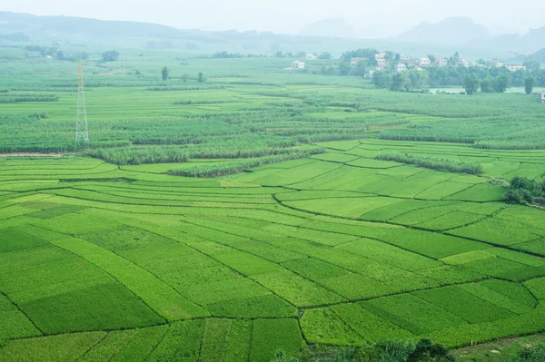 Riso a terrazze verde con campo di canna da zucchero nel Guangxi — Foto Stock