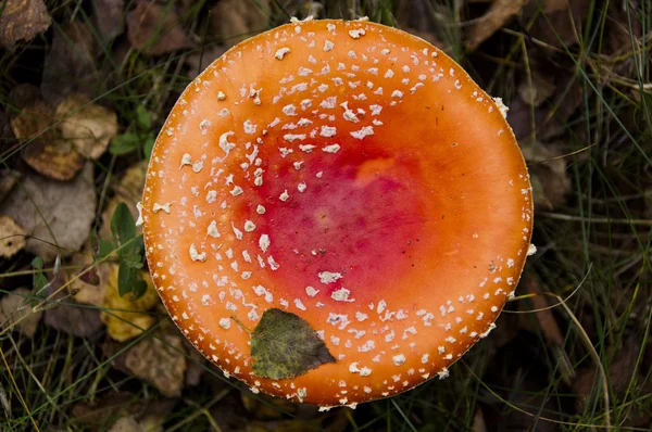 Amanita svamp i skogen — Stockfoto