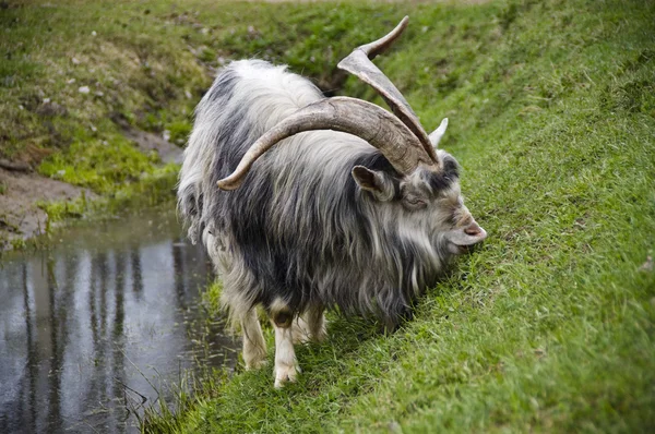 Goat with big horns — Stock Photo, Image