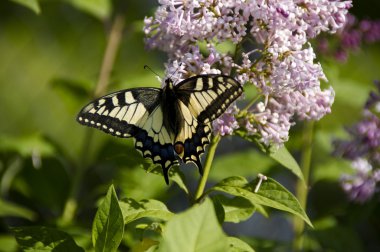 Kelebek papilio machaon