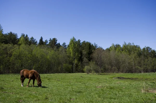 Коричневая лошадь на меде — стоковое фото