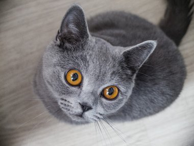 gri İngiliz kedi