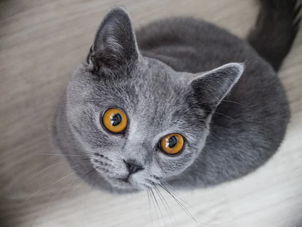 Graue britische Katze — Stockfoto