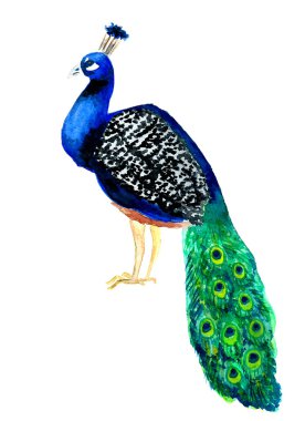 El boğulmak beyaz arka plan üzerinde izole suluboya tavus kuşu