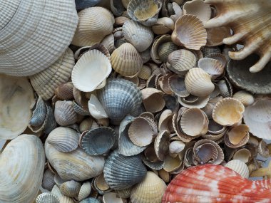 Deniz kabuğu arka plan