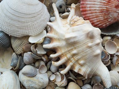 Deniz kabuğu arka plan