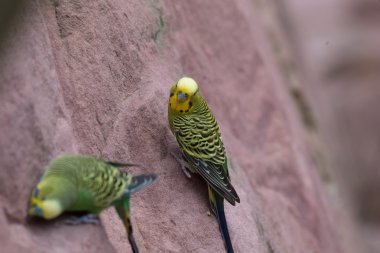 Bir kayanın üzerinde muhabbet kuşu
