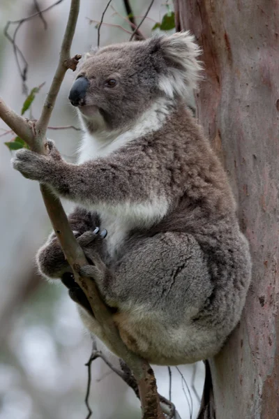 Koala σε ένα δέντρο ευκαλύπτου, Αυστραλία — Φωτογραφία Αρχείου