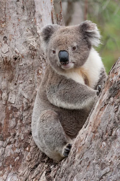 Koala κάθονται στο δέντρο - απόθεμα εικόνας — Φωτογραφία Αρχείου