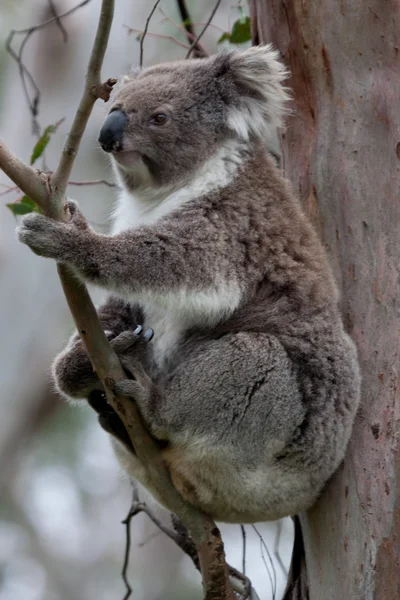 Коала в Eucalyptus Tree, Австралия Лицензионные Стоковые Фото