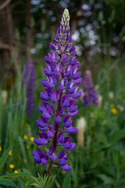 Acı bakla çiçek - stok görüntü