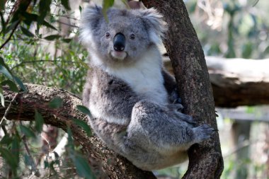 Australian Koala Bear  -  Stock Image clipart